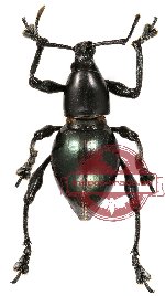 Curculionidae sp. 15 (Behrensiellus glabratus) (A2)