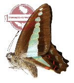 Graphium jugans jugans