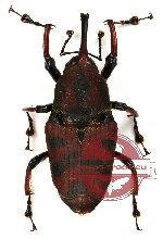 Curculionidae sp. 18