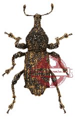 Curculionidae sp. 21