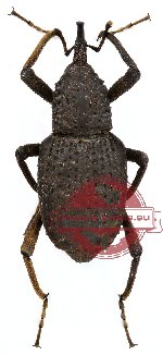 Curculionidae sp. 23