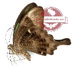 Papilio peranthus fulgens