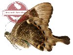 Papilio peranthus fulgens (A2)