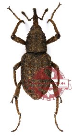 Curculionidae sp. 24