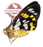 Dysphania contrata ssp. (A2)