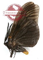 Achelura javana (A2) BLACK ABBERATION