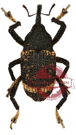 Curculionidae sp. 26