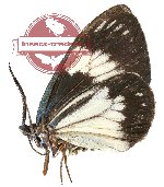 Cyclosia macularia metachloros (A-)