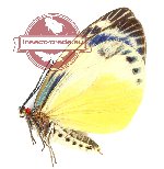Chalcosia phalaenaria gloucoplaga (g A2)