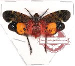 Penthicodes quadrimaculata (A2)