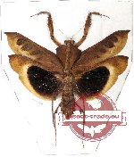 Deroplatys desiccata (A-)