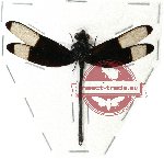 Odonata sp. 60 Dysphaea sp.