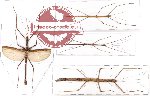 Scientific lot no. 3 Phasmatodea (4 pcs)