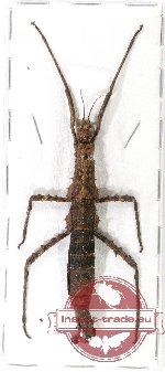 Phasmidae sp. 57 (Dimorphodes sp.)