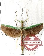 Paradiacantha acanthocephala