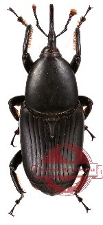 Curculionidae sp. 32
