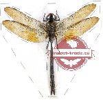 Odonata sp. 57A Anax sp. (SPREAD)