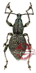 Curculionidae sp. 33 (3 pcs)