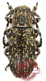 Parazosmotes scincus