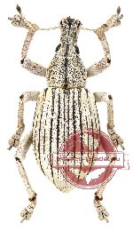 Curculionidae sp. 34