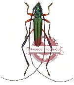 Callichromatini sp. 12