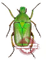 Pseudorhomborrhina fuscipes