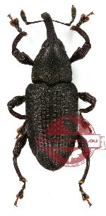 Curculionidae sp. 35 (5 pcs)