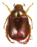 Anomala sp. 51A