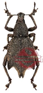 Curculionidae sp. 36