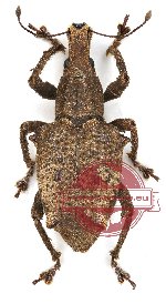 Curculionidae sp. 37