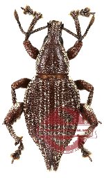 Curculionidae sp. 38