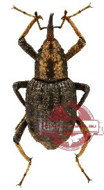Curculionidae sp. 39