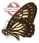 Graphium deucalion deucalion (A-)