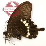 Papilio fuscus motomurai (A-)