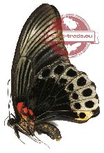 Papilio memnon memnon (A2)