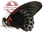Papilio memnon memnon (A-)