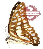 Graphium sallastius sallastius (A-)