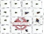 Scientific lot no. 73A Hymenoptera (mainly Chrysididae) (16 pcs)