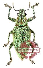 Curculionidae sp. 40 (2 pcs)