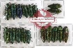 Scientific lot no. 21 Buprestidae (18 pcs A-, A2)