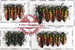 Scientific lot no. 37 Buprestidae (16 pcs A-, A2)