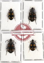 Scientific lot no. 165 Carabidae (Lebiini) (4 pcs)
