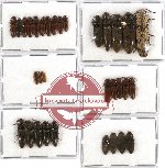 Scientific lot no. 57 Elateridae (31 pcs)