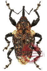 Curculionidae sp. 41