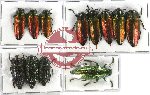 Scientific lot no. 38 Buprestidae (12 pcs A-, A2)