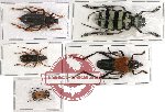 Scientific lot no. 67 Cerambycidae (5 pcs - 1 pc A2)