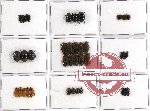 Scientific lot no. 151 Tenebrionidae (40 pcs - 10 pcs A2)