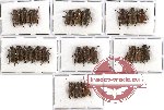 Scientific lot no. 44 Rutelinae (Adoretini spp.) (23 pcs A, A-, A2)