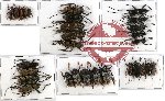 Scientific lot no. 70 Cerambycidae (Lamiini) (29 pcs A-, A2)