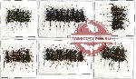 Scientific lot no. 12 Cicindelidae (36 pcs A-, A2)